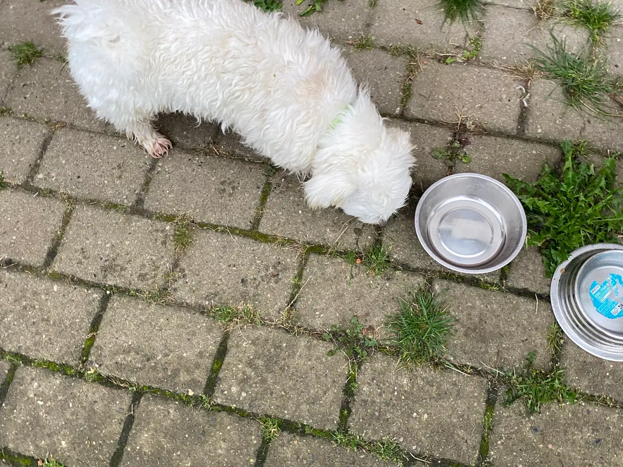 Billede 3 - Malteser/bomuld hvalp på knap 1 år .