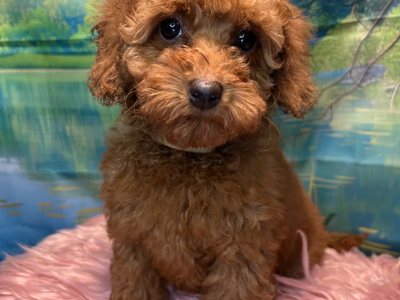 Billede 6 - 🐾✨ Skønne Maltipoo hvalpe klar juni !