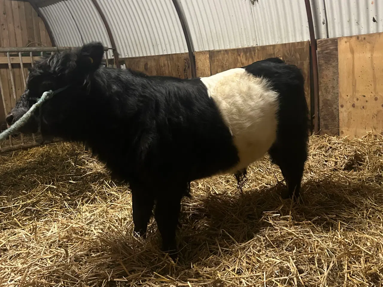 Billede 5 - Galloway tyrkalv 