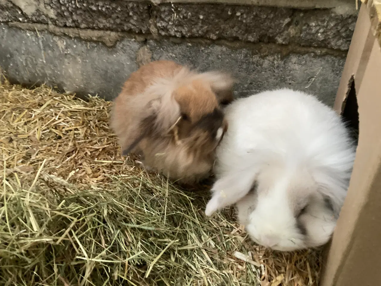 Billede 2 - 2 Søstre Bortgives Sammen