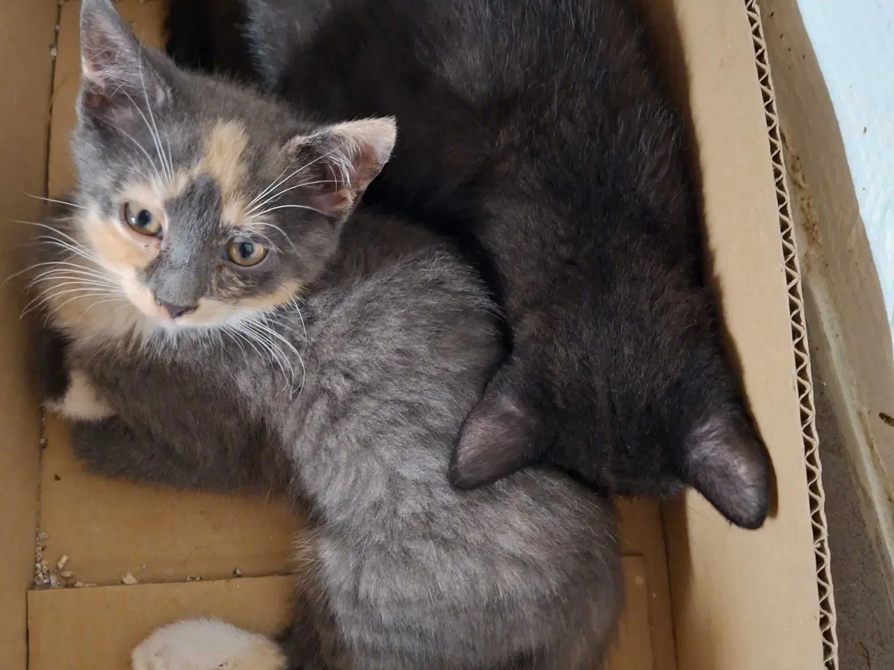 Billede 1 - Kattekillinger sælges