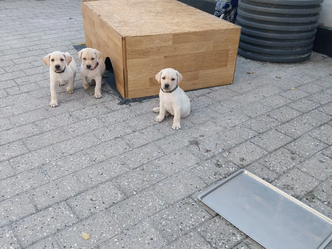 Billede 2 - Gule labrador hvalpe.