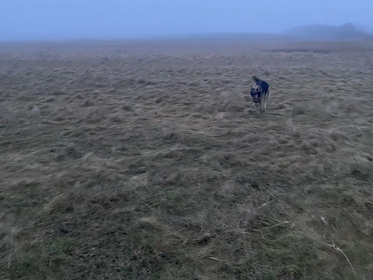 Billede 3 - Schæferhund tæve søger nyt hjem