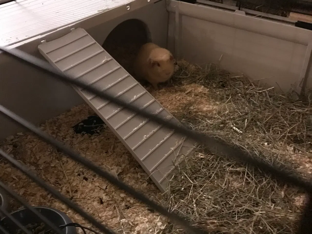 Billede 7 - 2 søde marsvin søger nyt hjem inkl. bur