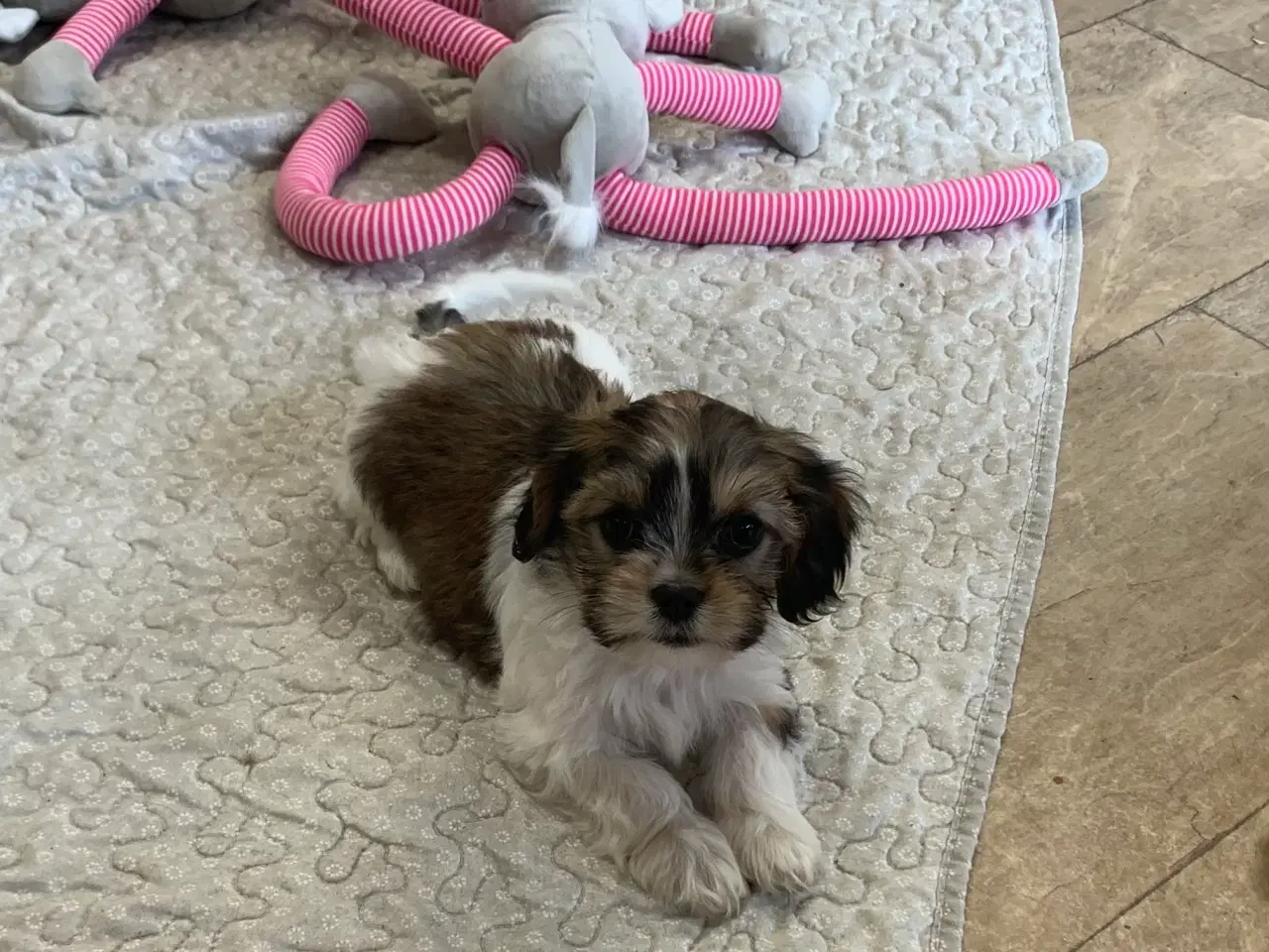 Billede 4 - Bichon / cavalier babyer 