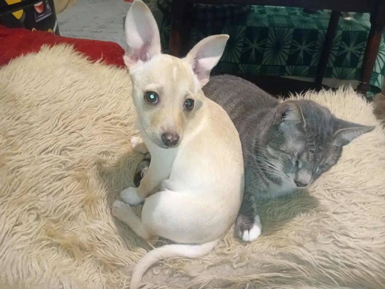 Billede 4 - Lille Mille 🩷