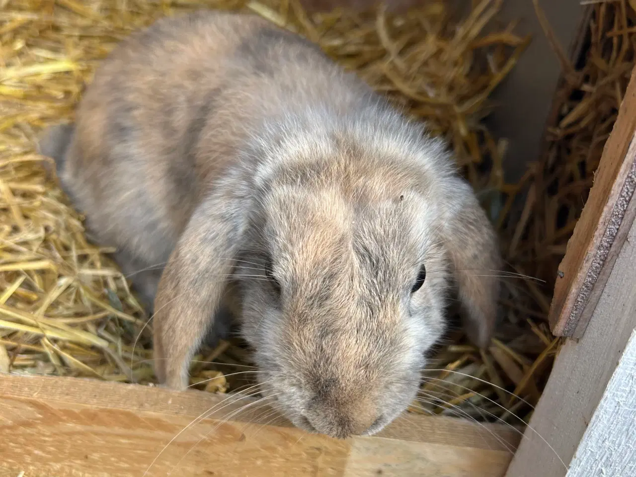 Billede 2 - Dværg vædder 