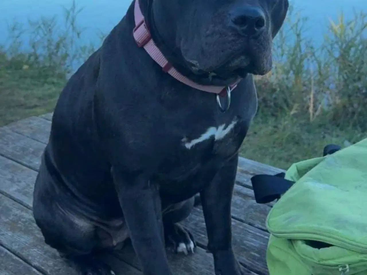 Billede 8 - Hunde hvalpe til salg