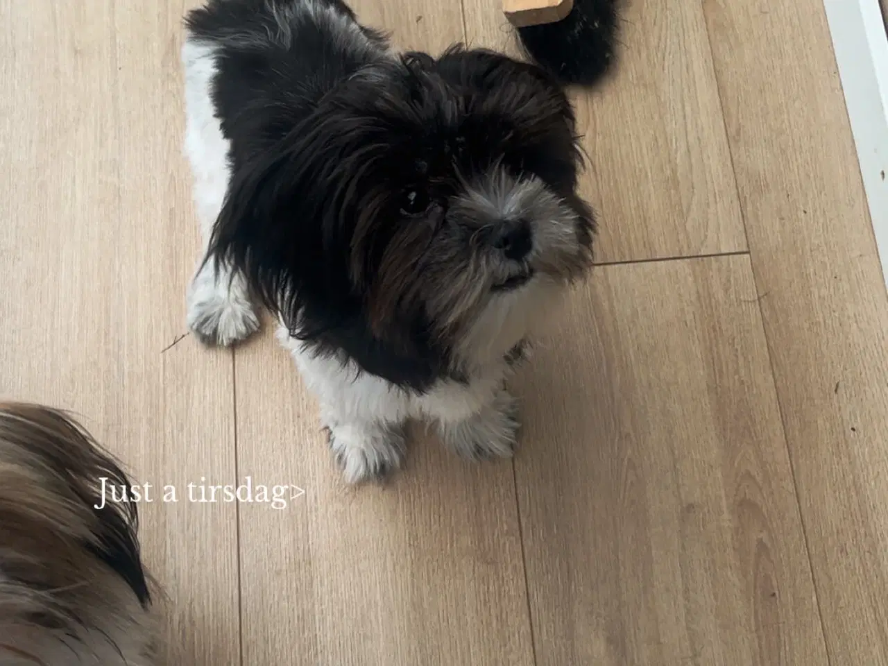 Billede 2 - Boomer hvalp på 7 mdr 