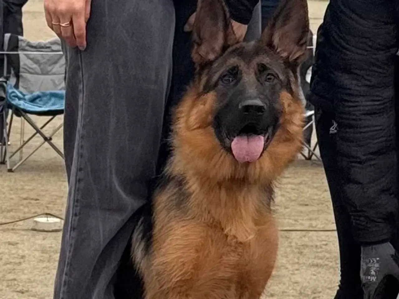 Billede 1 - Schæfertlve på 10 mdr 