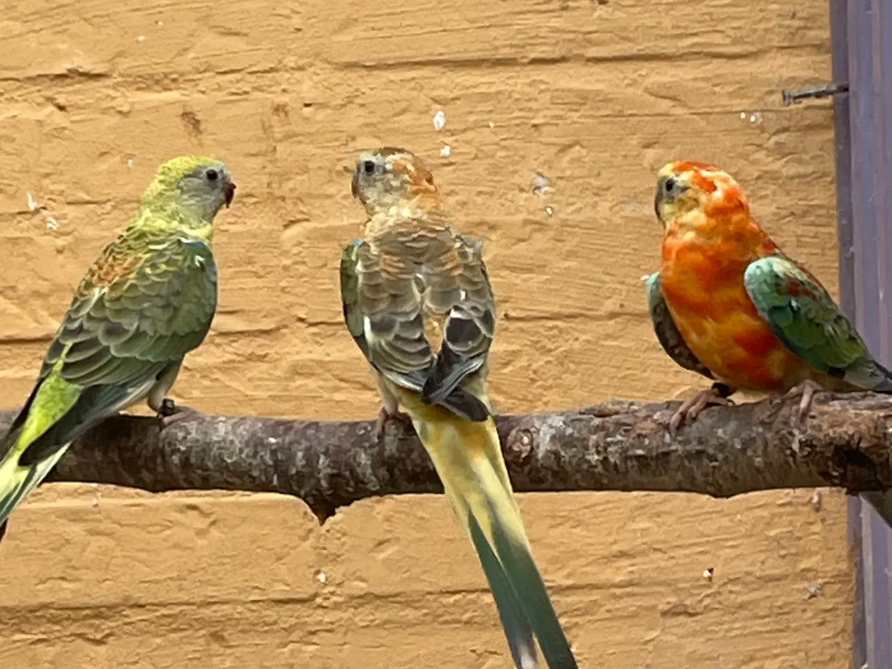 Billede 4 - Orange opaline sangparakitter 