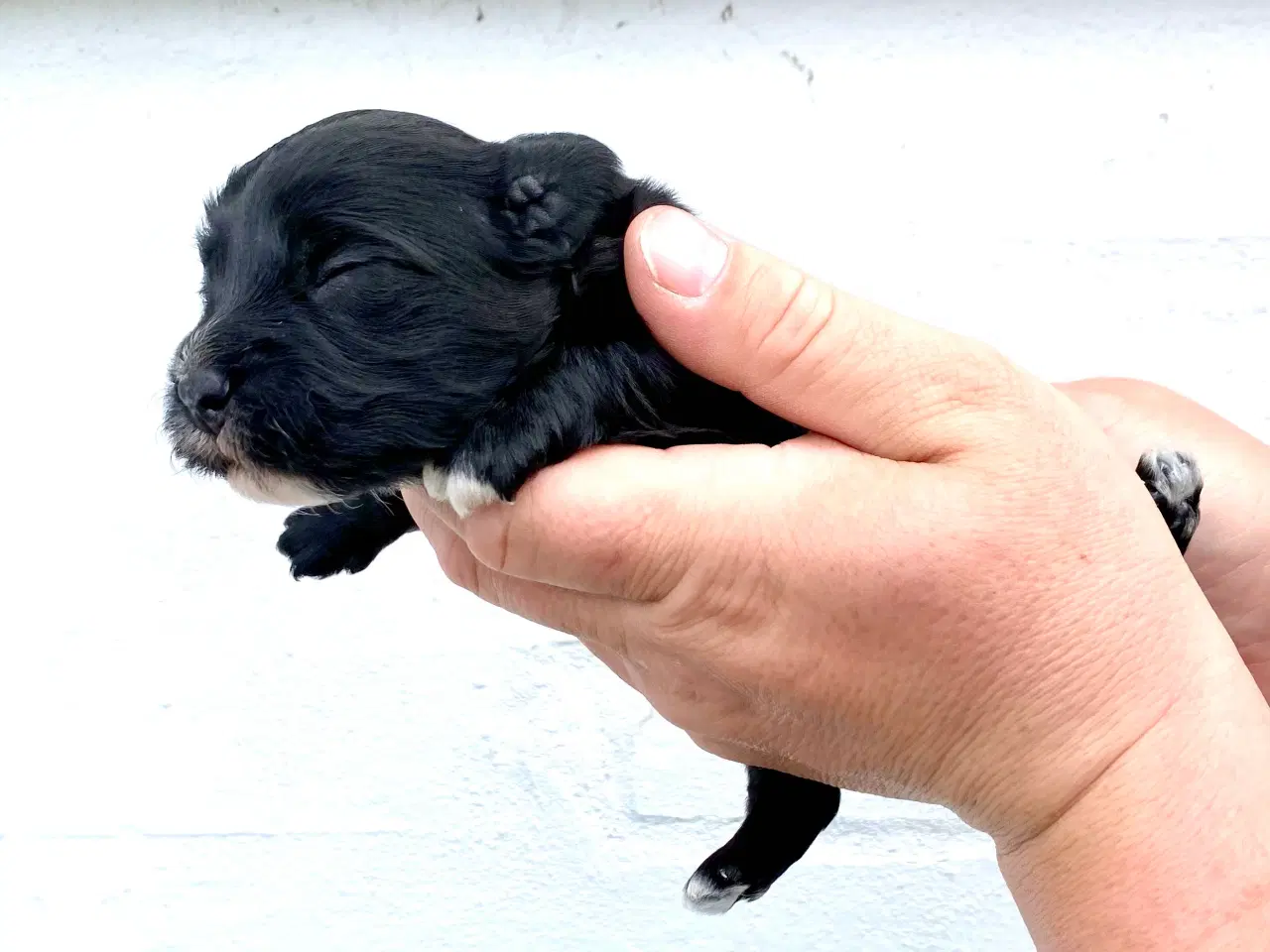 Billede 9 - Bichon Havanais DKK 