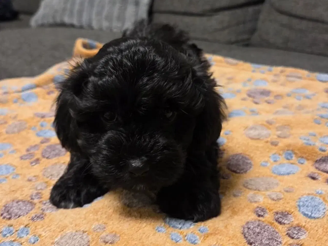 Billede 16 - Søde Maltipoo hvalpe søger nye hjem