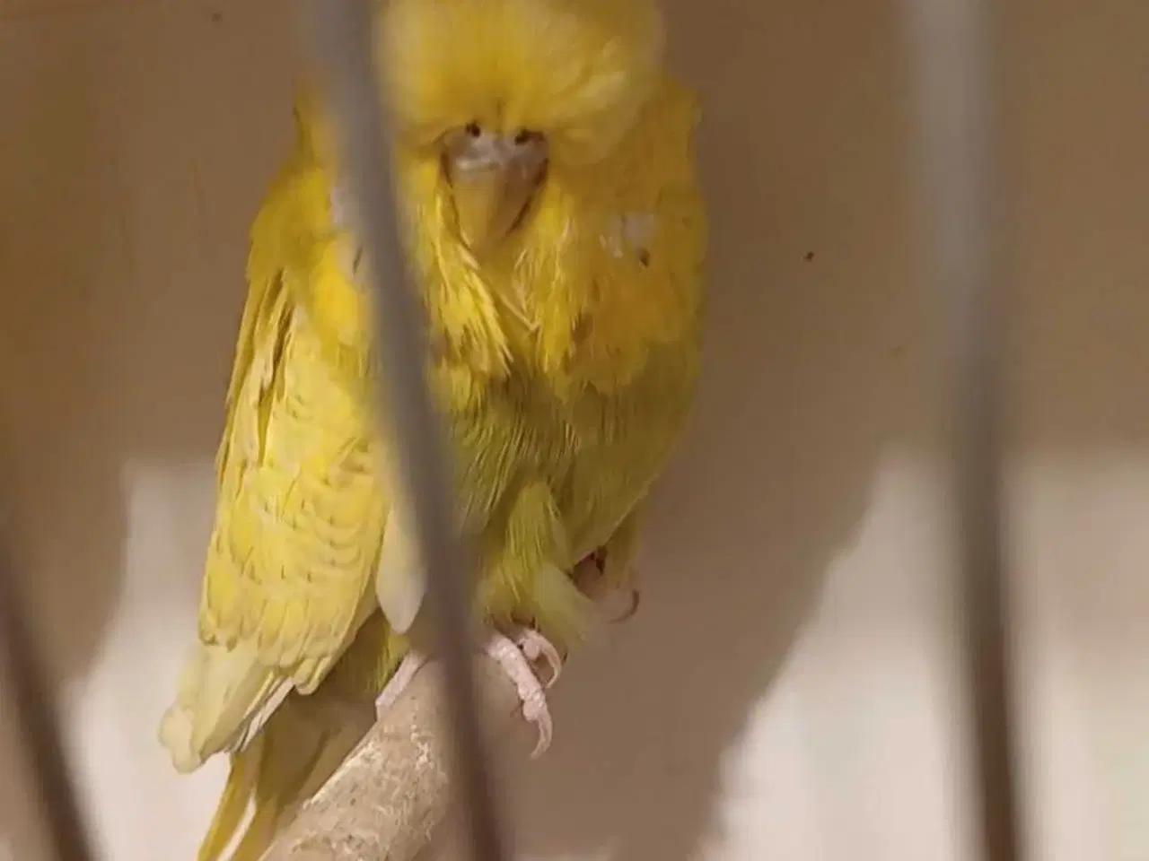 Billede 2 - Engelsk undulat hun 