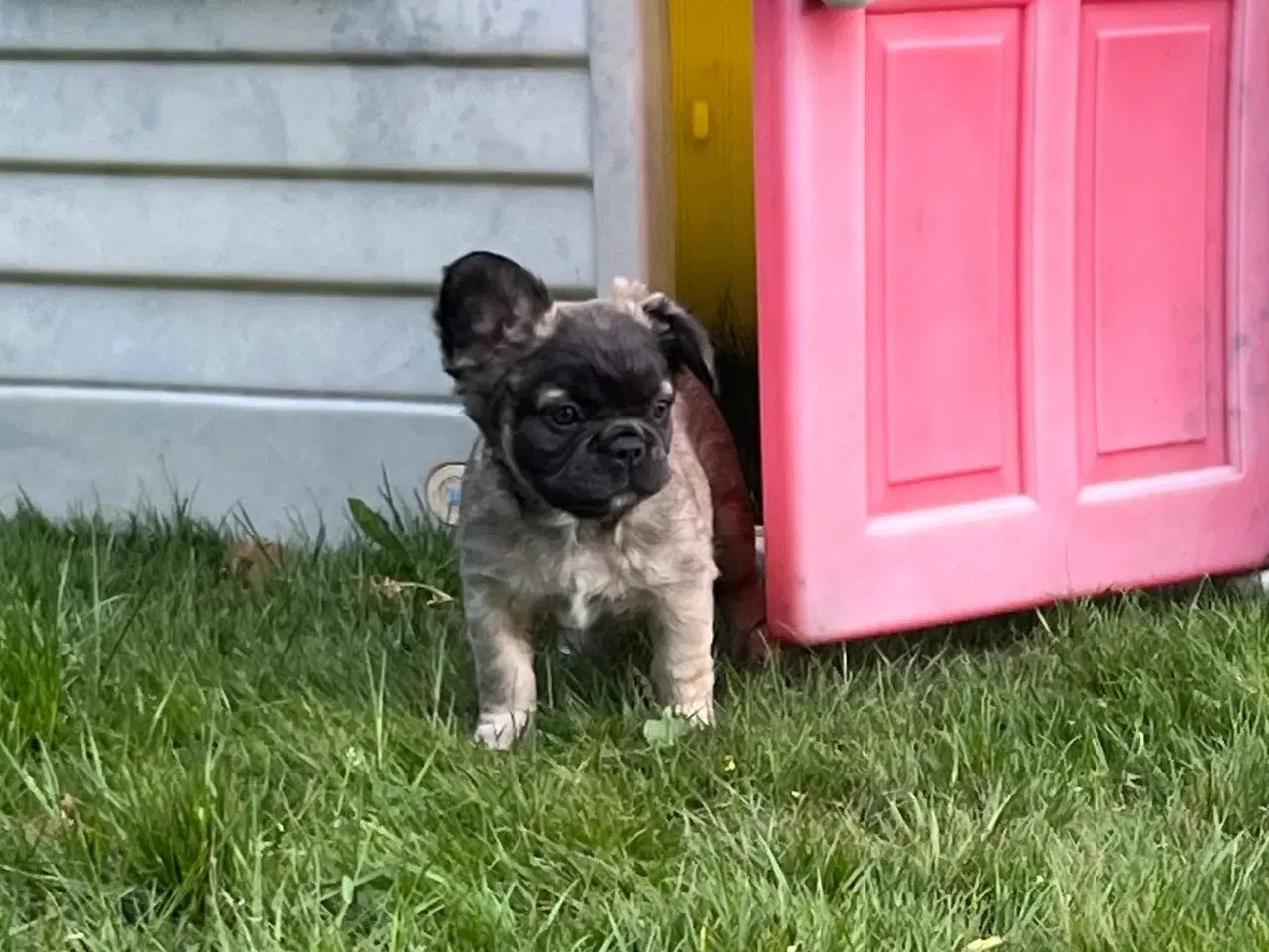 Billede 2 - Fluffy fransk bulldog med stamtavle