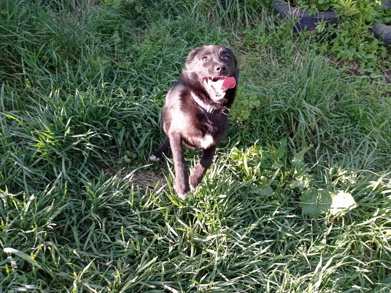 Billede 5 - Negra - super glad lille kærlig pige