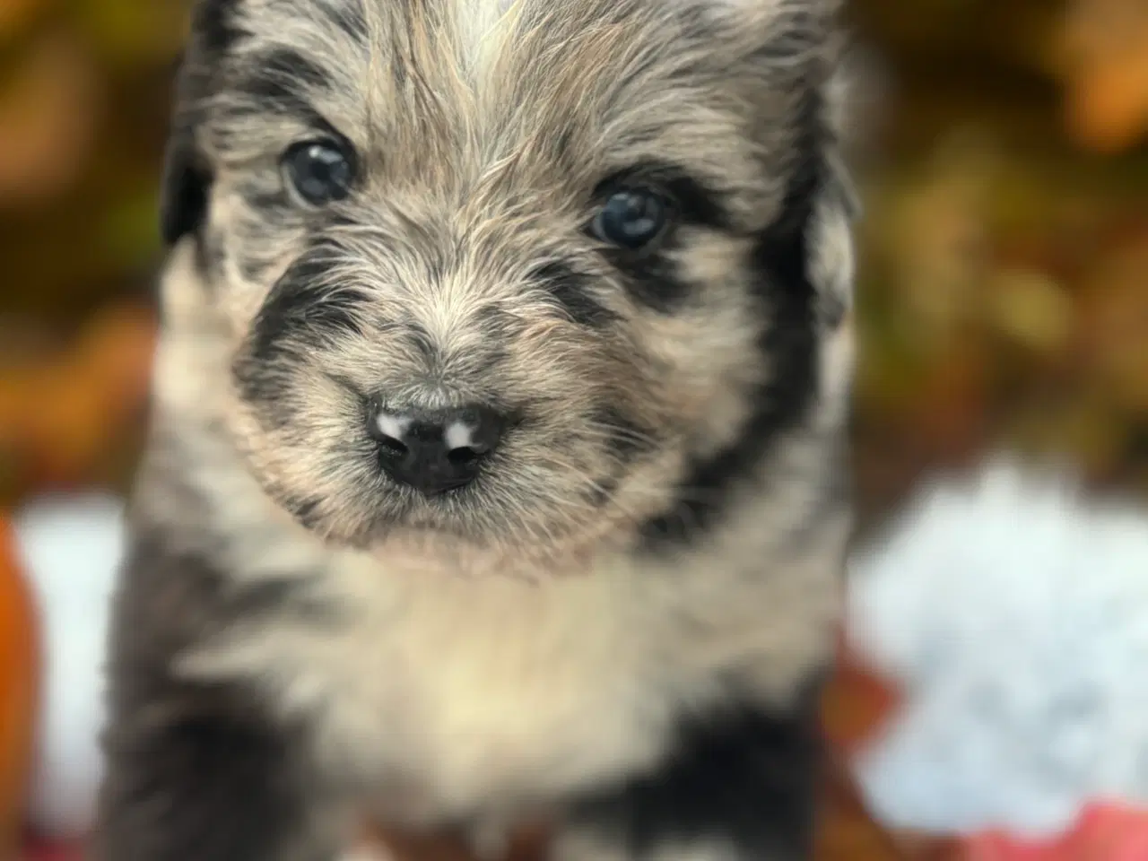 Billede 4 - Australian shepherd/newfoundlænder hvalpe