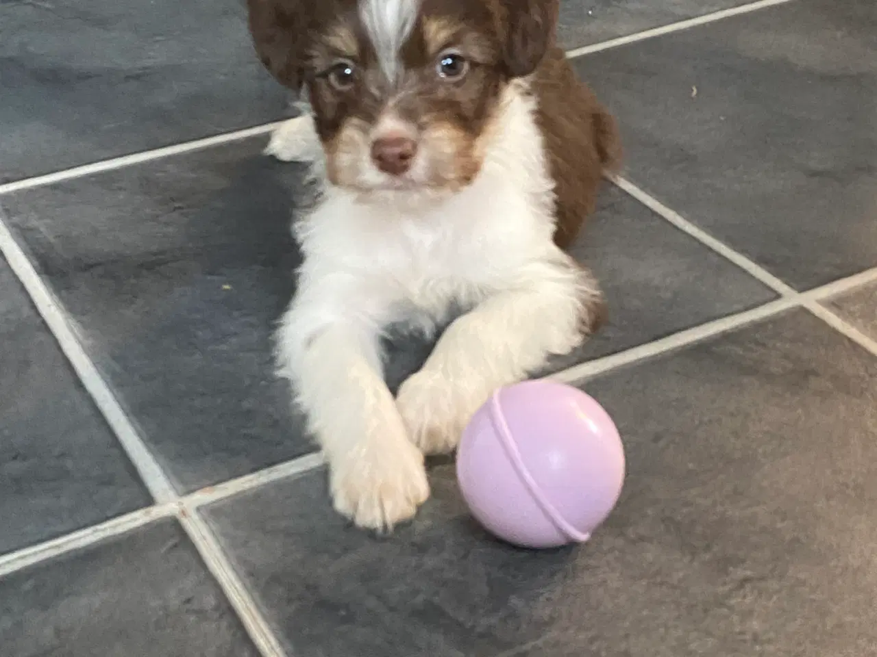Billede 7 - Border collie / Coton de Tulear