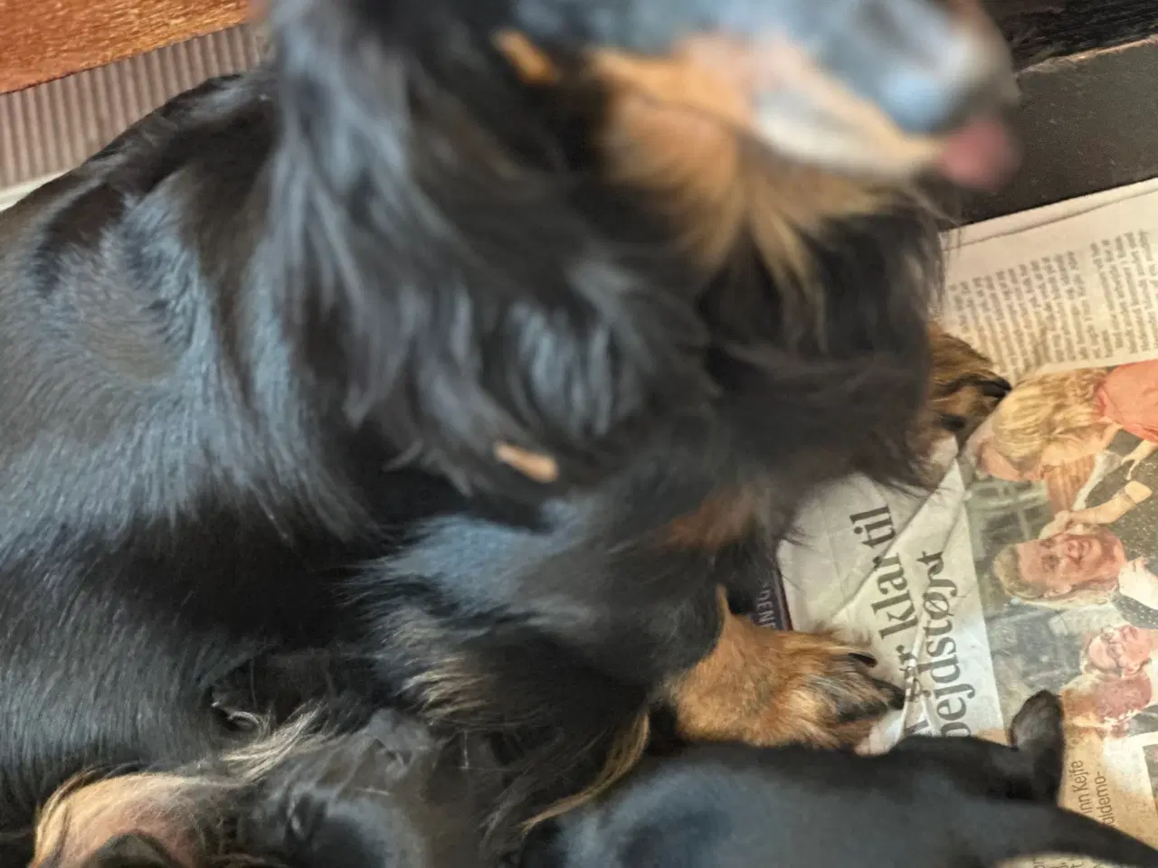 Billede 1 - Langhåret gravhund