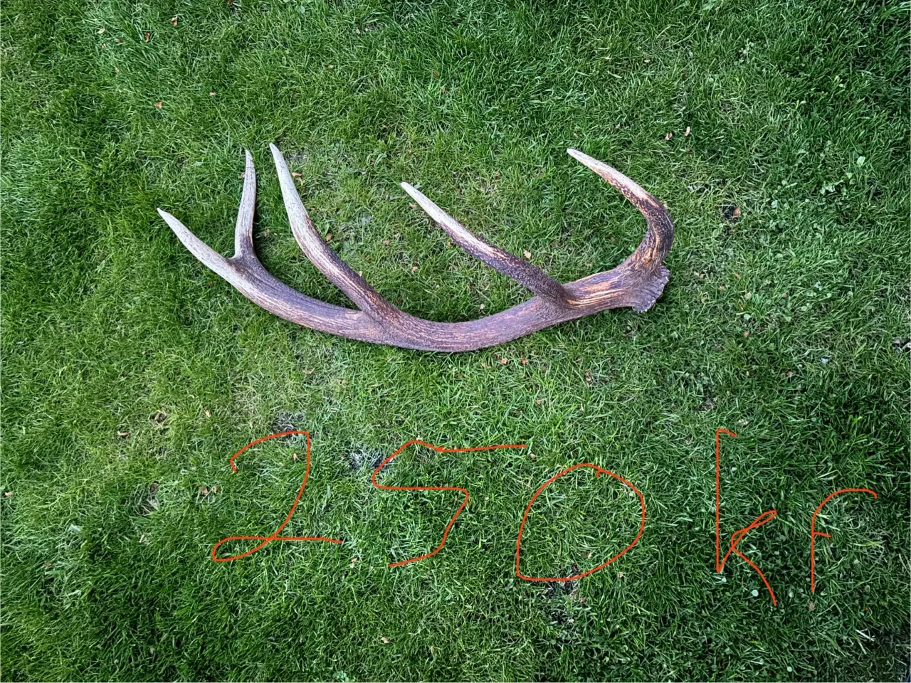 Billede 4 - 7 STK. Kaste stænger fra kronhjorte 250-350 kr.