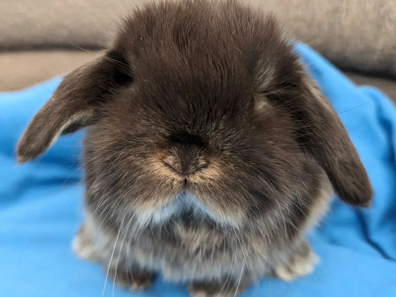 Billede 3 - Minilop kaninunge sælges 