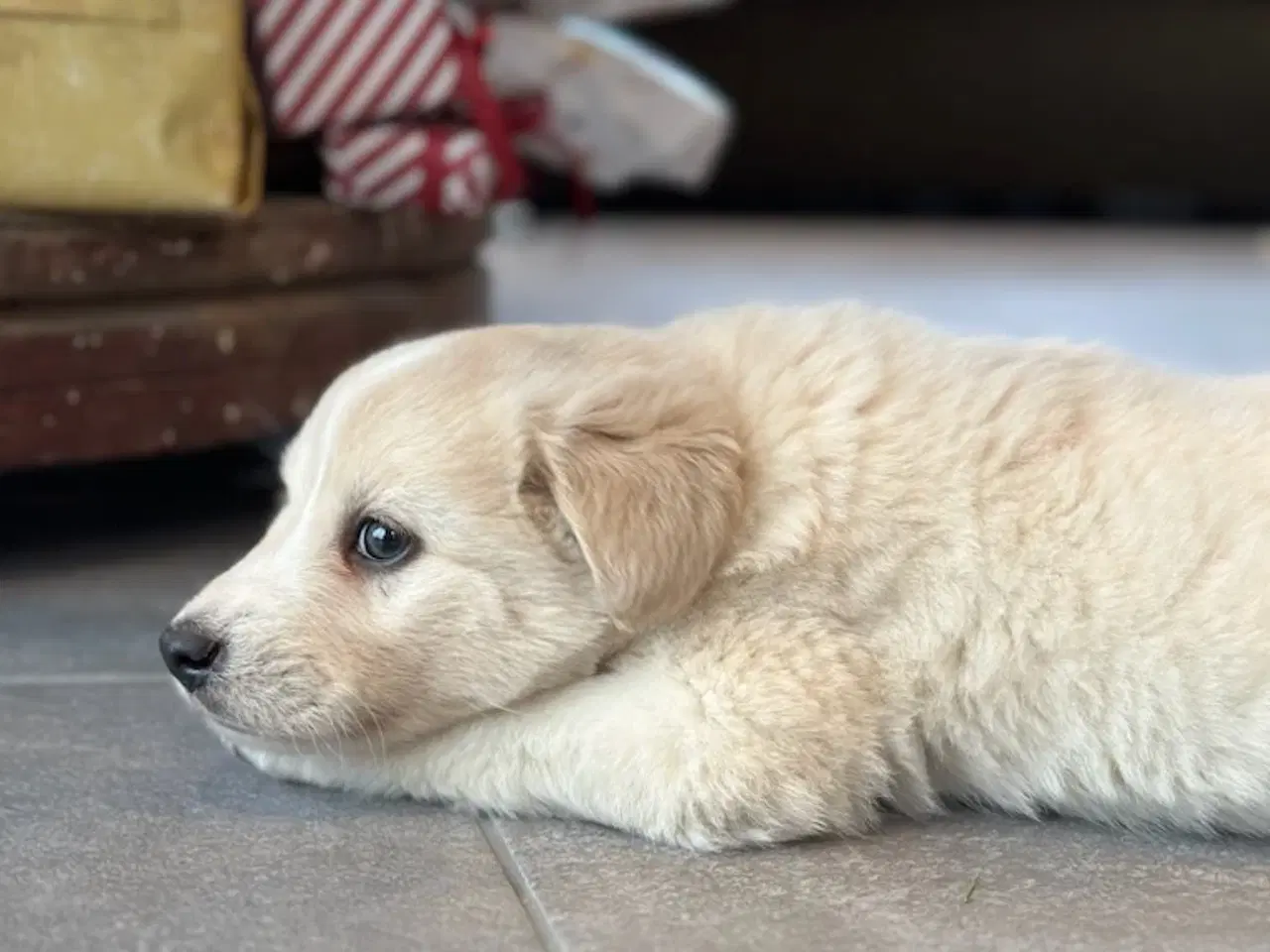 Billede 2 - Labrador blandning 