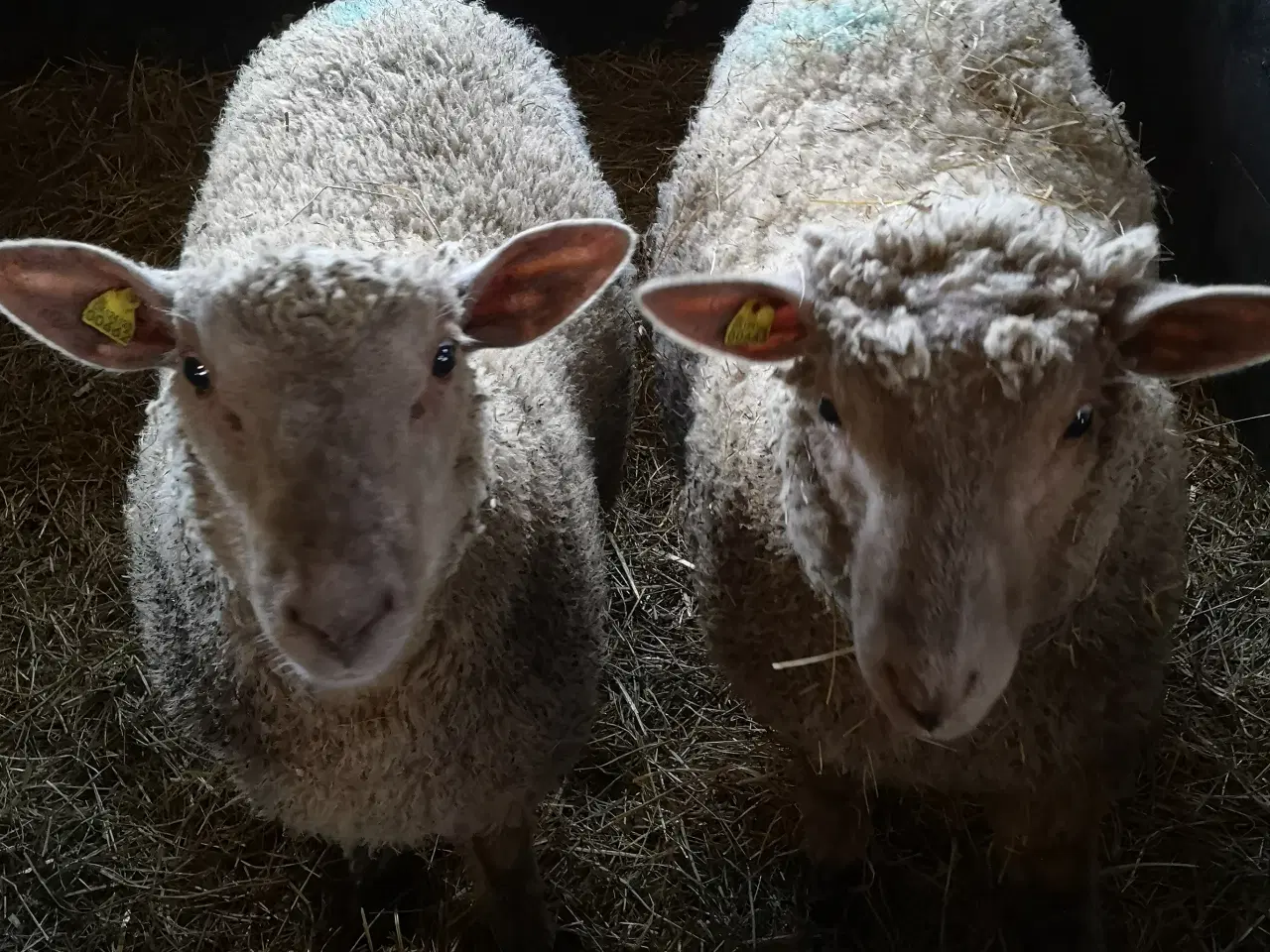 Billede 1 - Charolais buklam