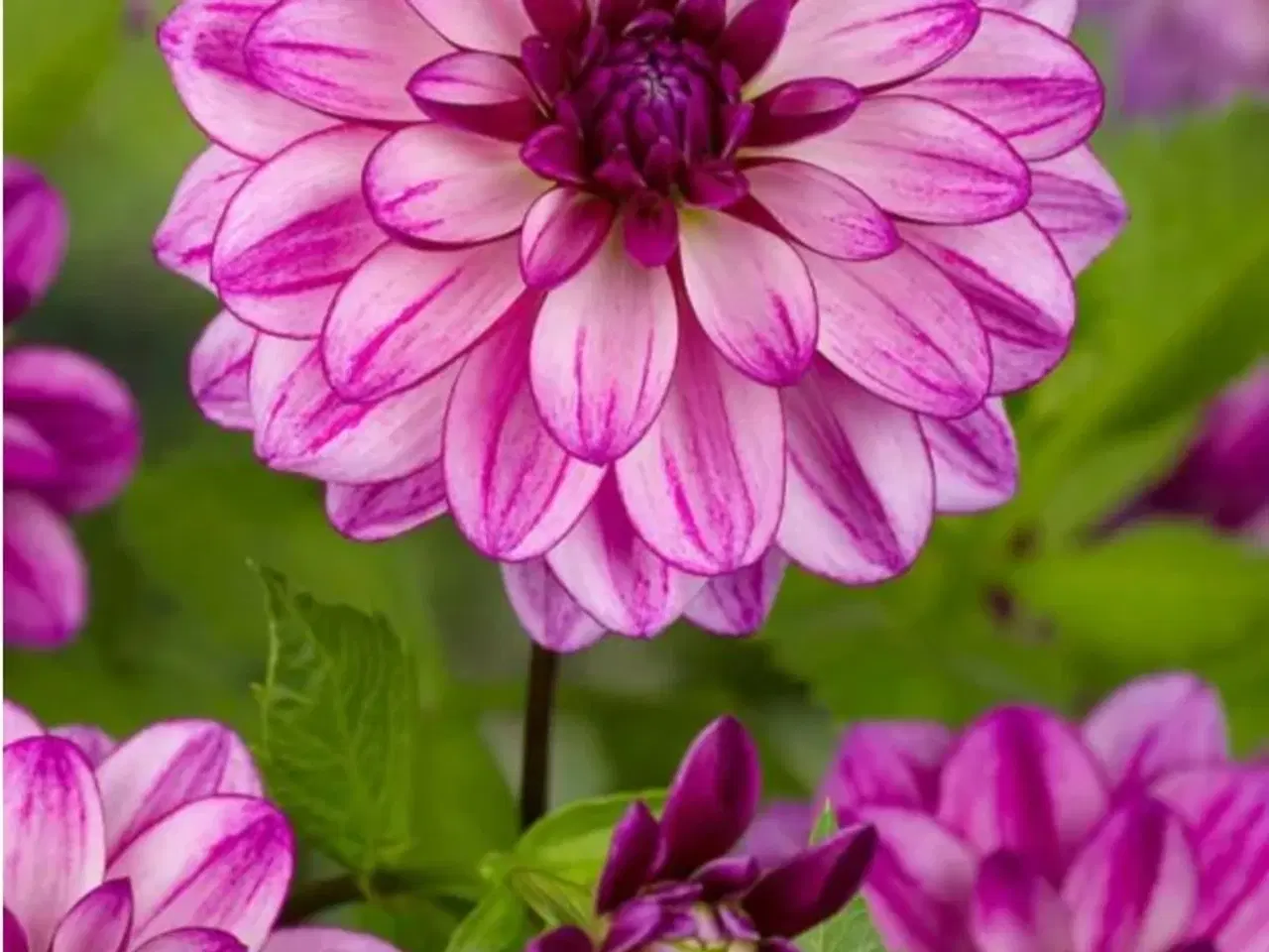 Billede 10 - Dahlia Georginer