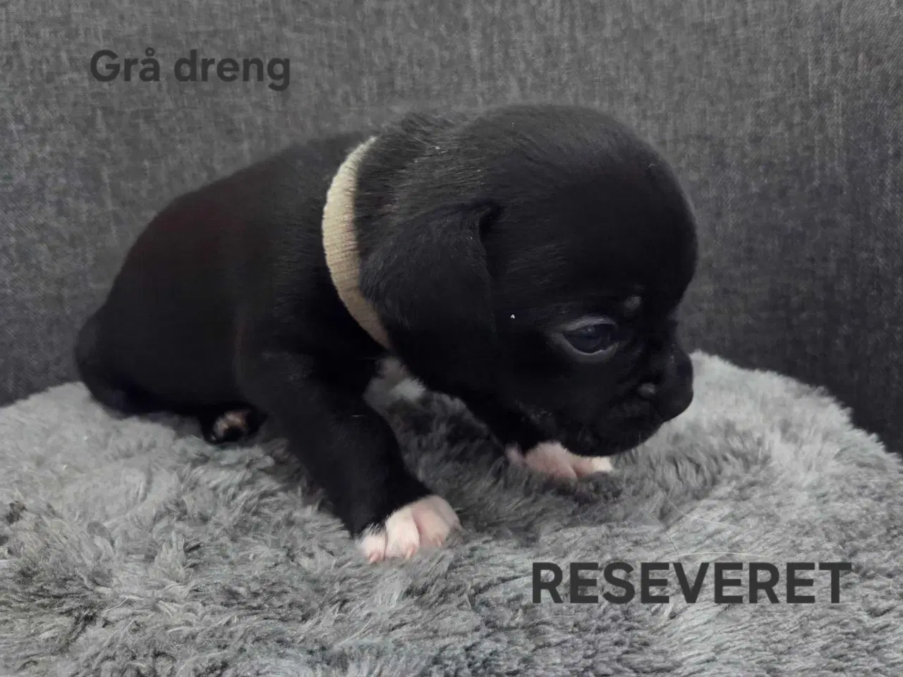 Billede 16 - Bullhuahua hvalpe 