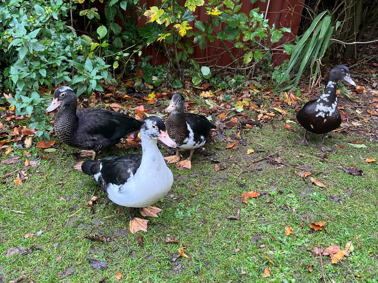 Billede 4 - Moskusænder fra 12/8