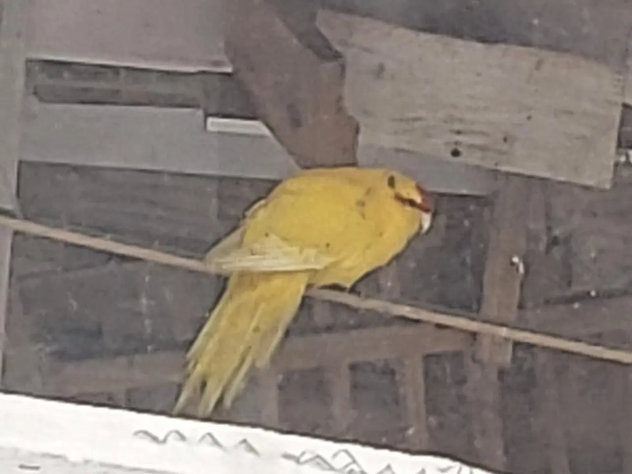 Billede 3 - Parakitter og kanarie 