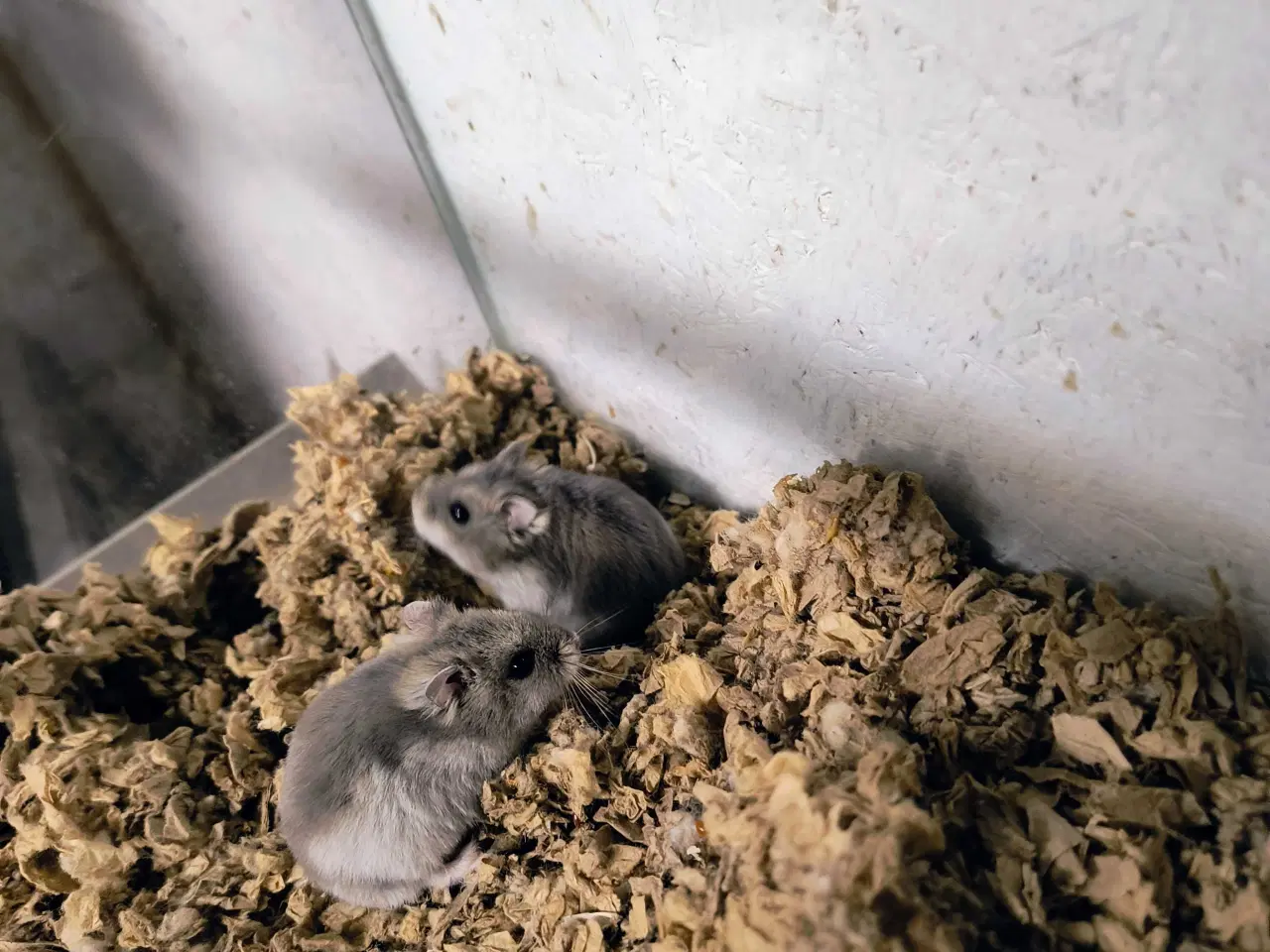 Billede 1 - Dværghamster unger 