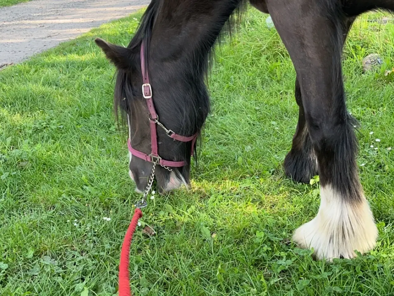 Billede 2 - Irish cob vallak tilsalg