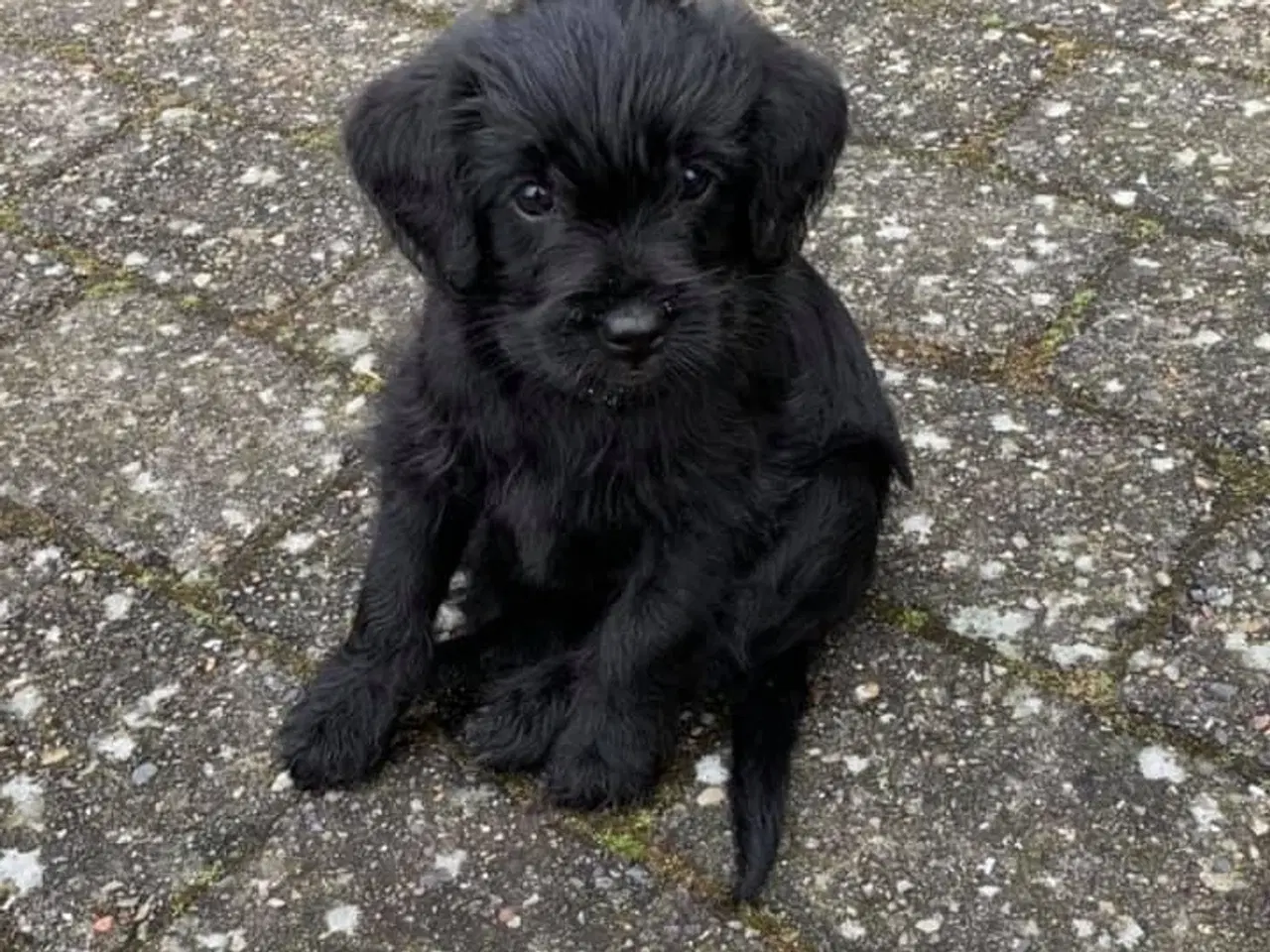 Billede 11 - Toy Cockapoo Doodle / Labradoodle