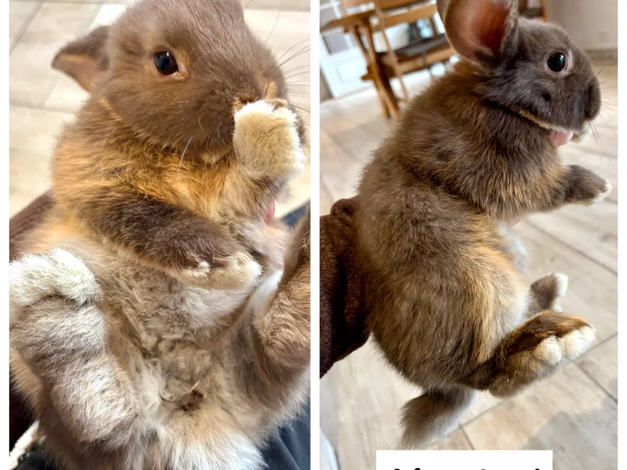 Billede 2 - De sødeste kaninunger