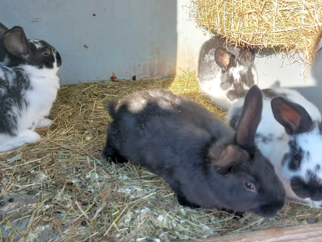 Billede 6 - Kanin til salg 