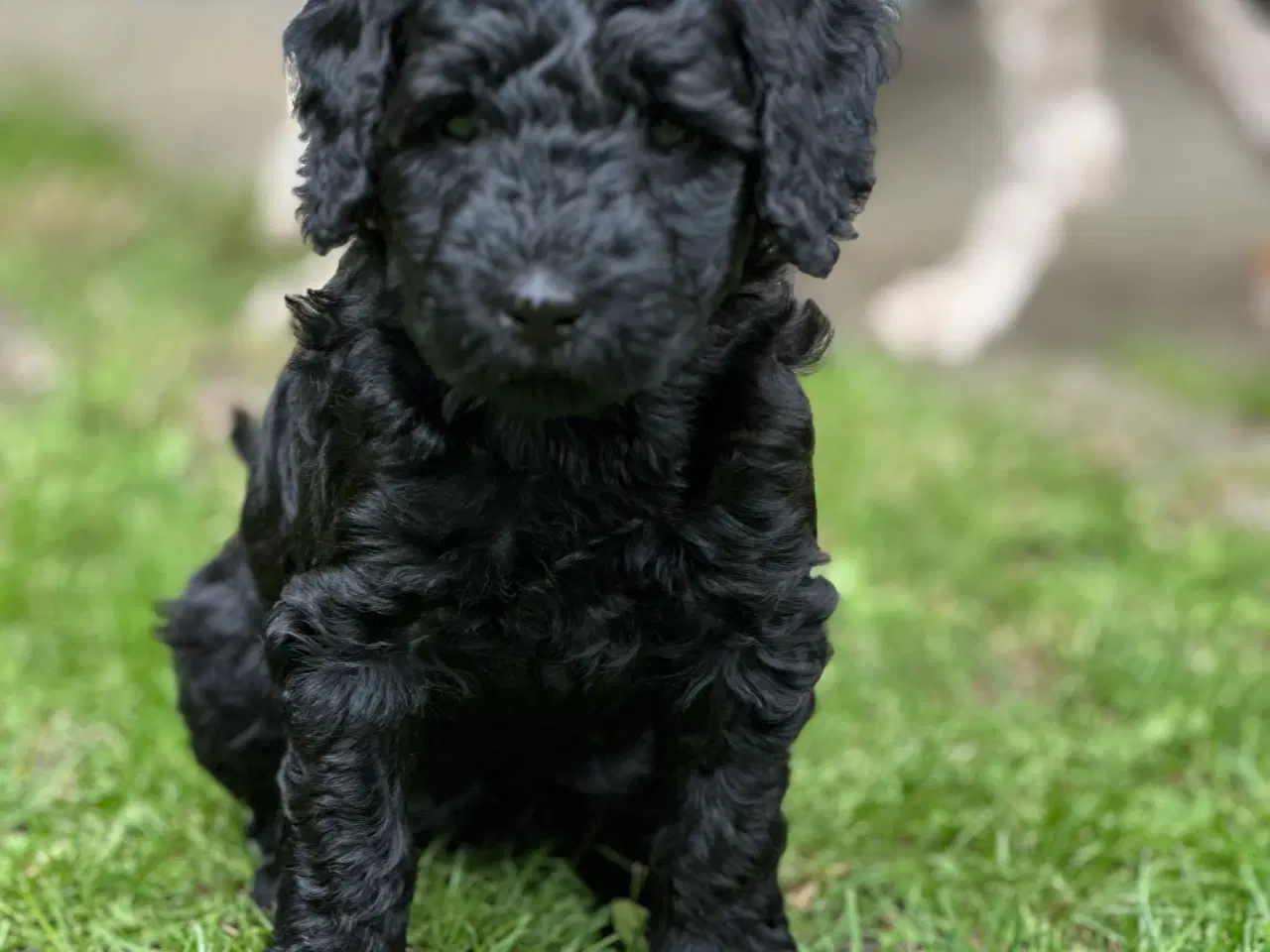 Billede 3 - Sort Mini Doodle (Goldendoodle)