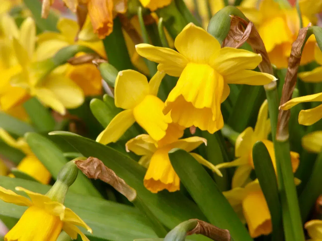 Billede 9 - Coolpix 5700 5,0MP