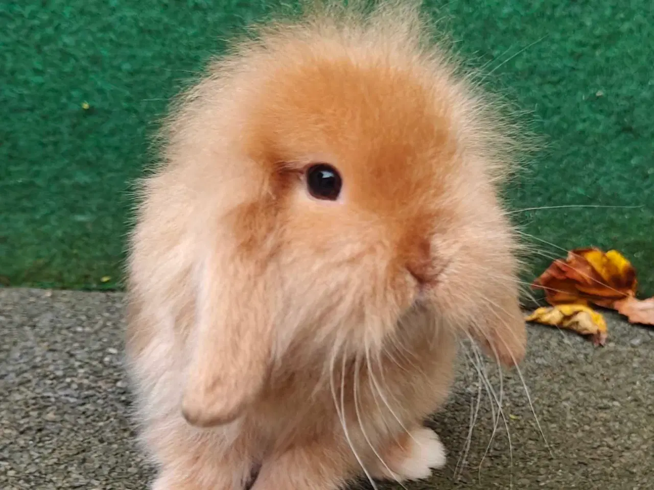 Billede 4 - Lionlop satin