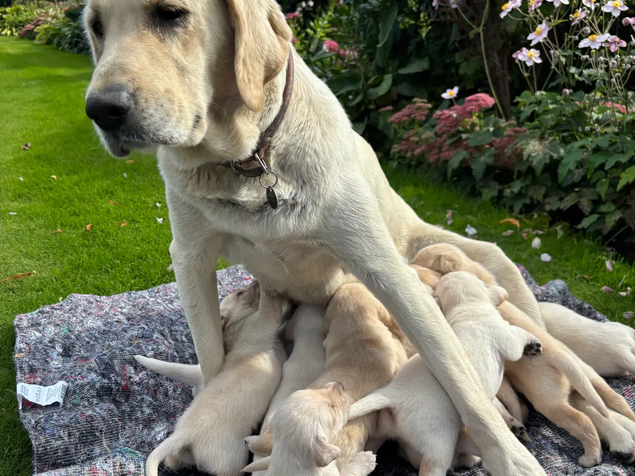 Billede 4 - Labrador hundehvalpe sælges 