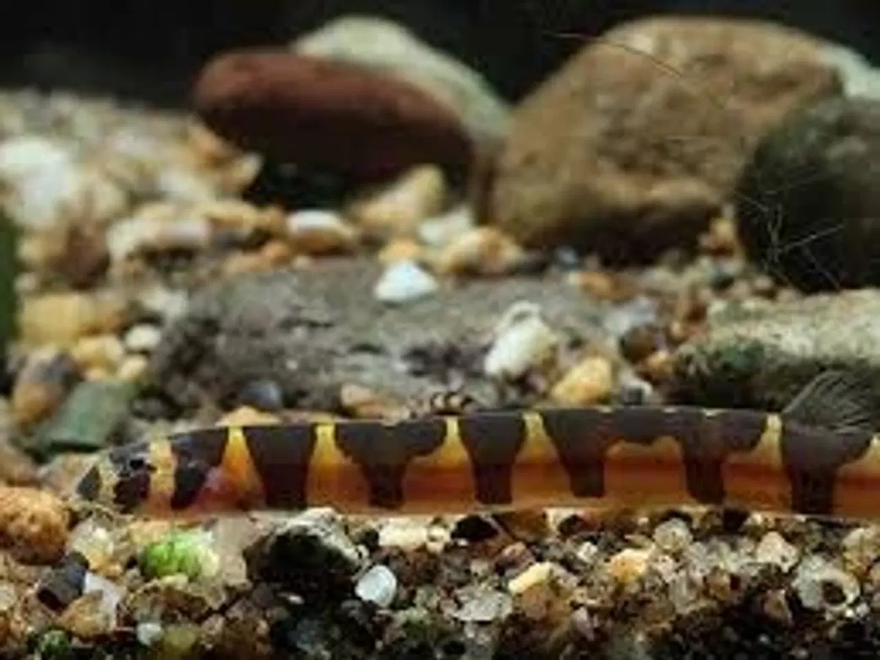 Billede 1 - KUHLI ÅL. ((6 CM)) FÅ MÆNGDE RABAT