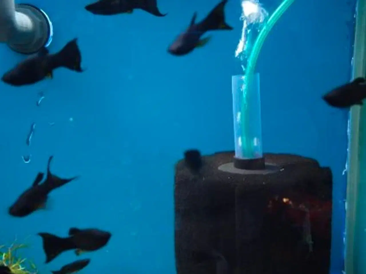 Billede 4 - 🖤🐠 SORTE MOLLY TIL SALG 🐠🖤