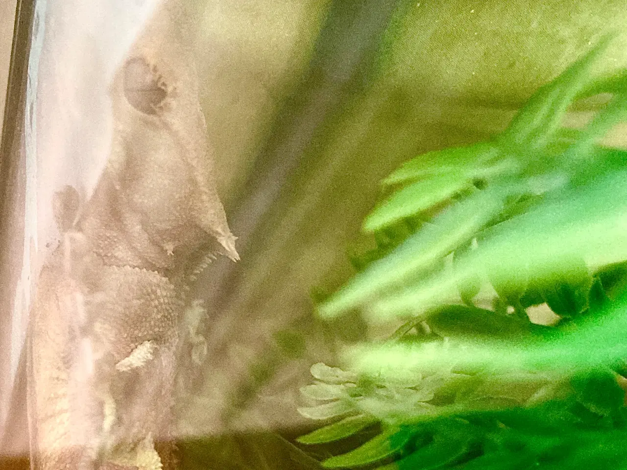 Billede 4 - Flot Gekko