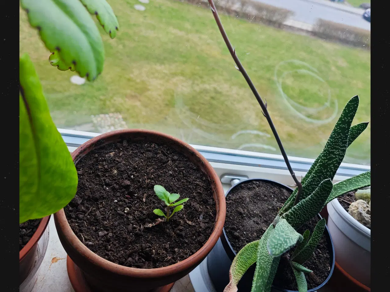 Billede 15 - Sukkulenter og Kaktusser (hjemmeprojekt)