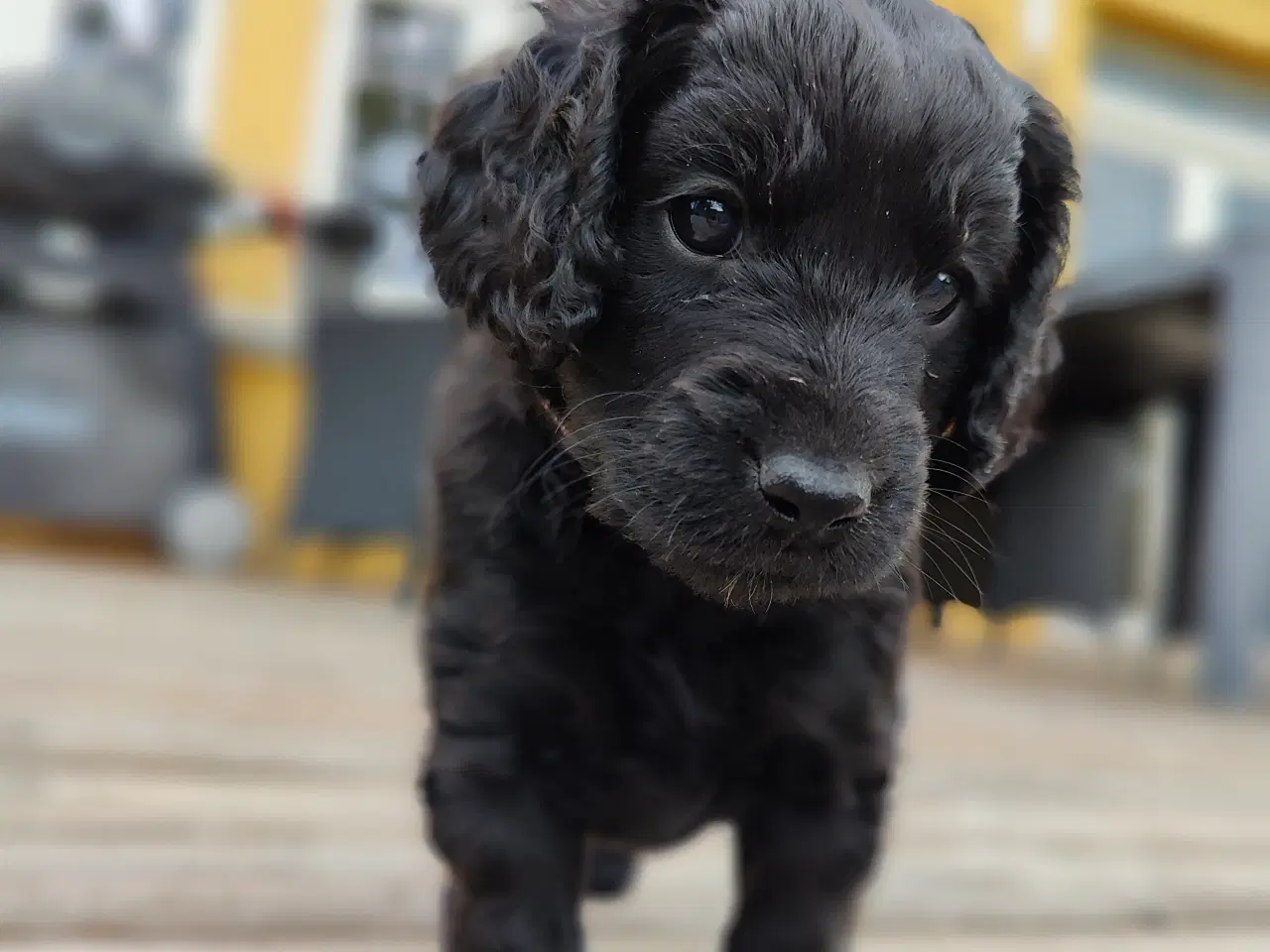Billede 3 - Hvalp Cockerpoo Cavapoo- blanding doodle