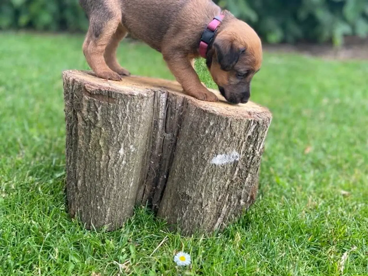 Billede 7 - Westfalen terrier kryds. 