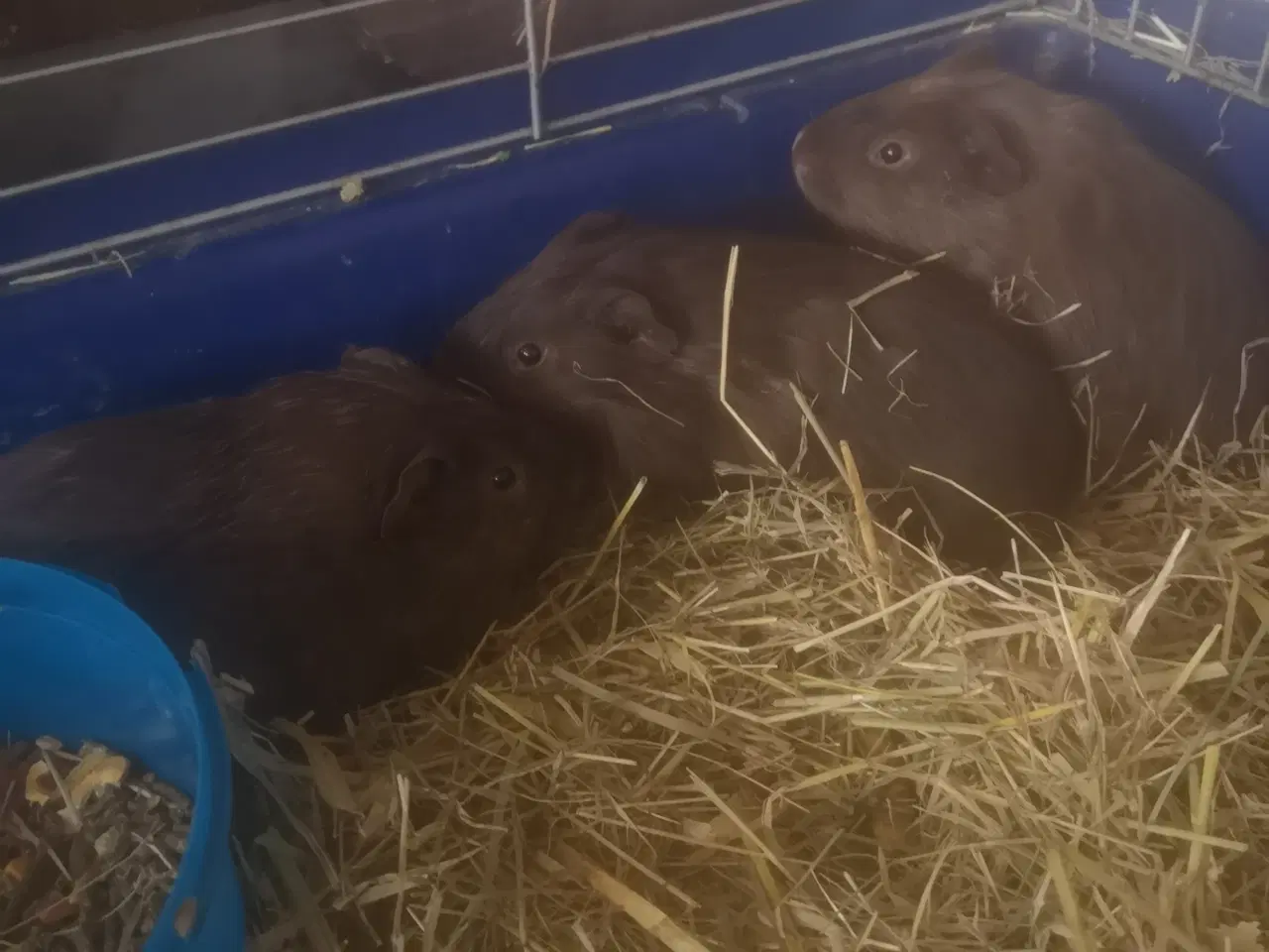 Billede 4 - Marsvin unger fra 2025