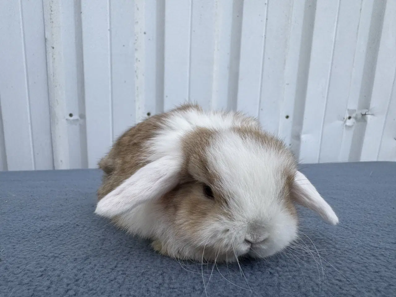Billede 1 - Mini lop hankanin 