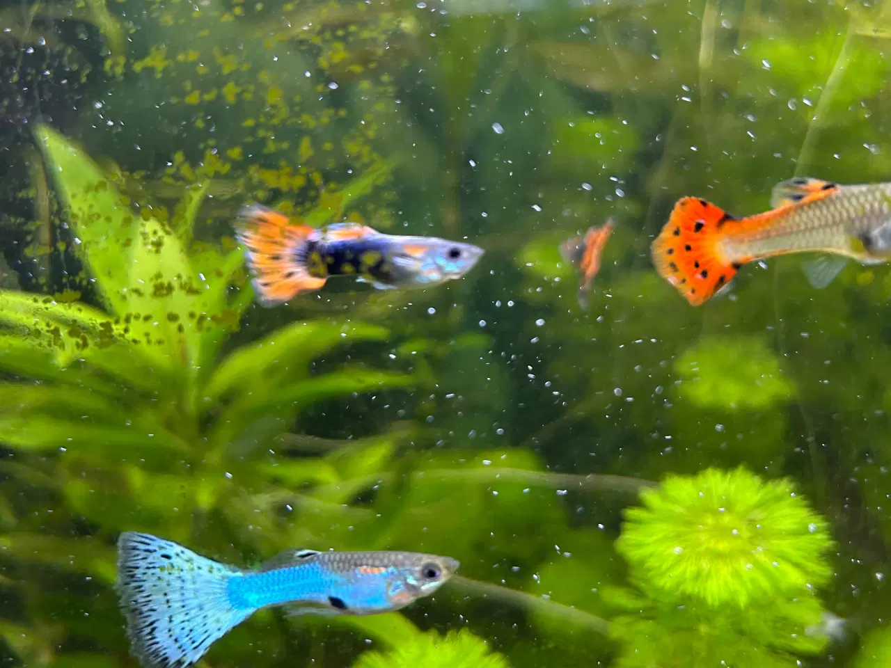 Billede 3 - 🐠 Guppy-unger Premium – 4-6 uger | Flot guppymix