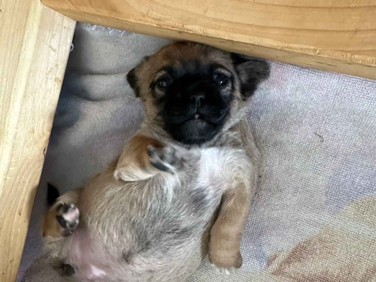 Billede 4 - Shih tzu blandinger 